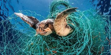 Супутні збитки. Людей звинуватили в розграбуванні океану і смерті двох третин черепах