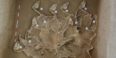 Мертва кавалькада. У Китаї знайшли поховання 150 коней, викладених у ряд (фото)