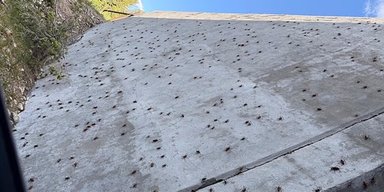 Библейская чума обрушилась на мир: мормонские сверчки массово атакуют людей (фото)