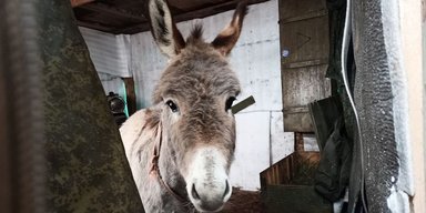 Росіянам видають як транспорт віслюків: у ЗСУ показали несподіваний "трофей" (відео)