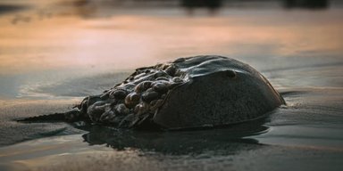 Стародавня морська істота в "шоломі" врятувала мільйони життів: людям необхідна їхня блакитна кров
