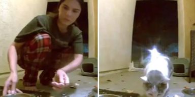 Женщина оставила еду уличному коту, а потом увидела нечто необъяснимое на скрытой камере