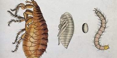 Черная смерть распространяется не так, как мы думали: ученые представили новое исследование