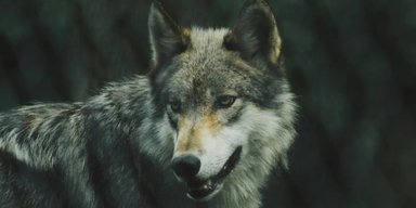 Вважає Чорнобиль своєю домівкою: названо хижака, який процвітає серед радіації (відео)