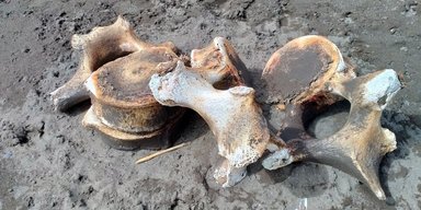 Припадали пилом в музейній колекції: вчені недооцінили кістки китів зі Швеції (фото)