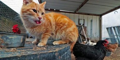 "Одна из них": кошка решила, что она курица и не отходит от стаи (видео)
