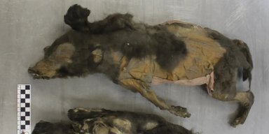 Цуценята з льодовикового періоду віком 14 000 років виявилися зовсім не тим, що всі думали: хто вони