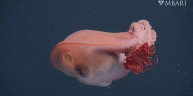 У морських глибинах помічено живого семирукого монстра: за останні 40 років його бачили лише чотири рази