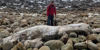 Никто не знает, что это: безликое "морское чудовище" выбросило на берег в Англии (фото)