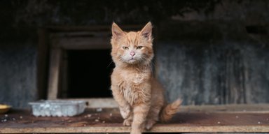 Жертвы страха. Опасаясь войны, киевляне начали отказываться от своих питомцев, – волонтеры