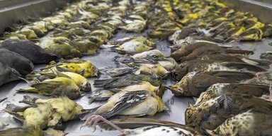 Майже 1000 птахів за день: чому вони загинули, пояснюють науковці