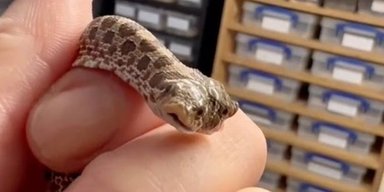 Один шанс на 100 тысяч: в зоомагазине вылупилась редкая двухголовая змея (видео)