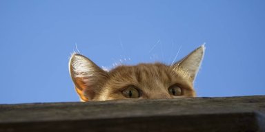 ЦРУ пыталось использовать кошку-киборга, чтобы шпионить за Советским Союзом (фото)