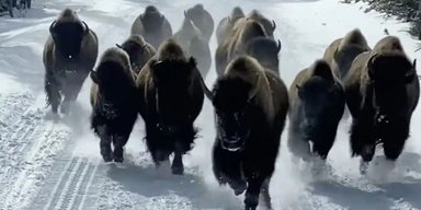 Стадо бизонов едва не затоптало туристов в Йеллоустоуне (видео)