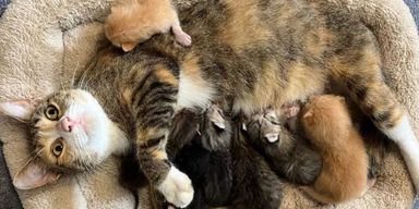 Кошка привела спасателей к своим котятам, чтобы спасти их от урагана "Милтон" (фото)
