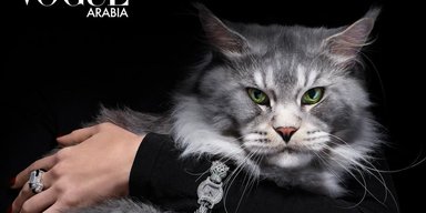 Коты стали героями нового номера Vogue Arabia