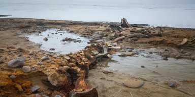 У Росії знайдено величезне "кладовище китів": хто погубив усіх цих морських гігантів