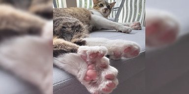 Назван самый странный кот в мире: у очаровательного Тоби на 10 пальцев больше, чем у других (фото)
