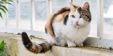 Ученые рассказали, почему кошки виляют хвостом