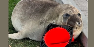 Самый известный тюлень в мире возвращается в Австралию и атакует дорожные конусы: зачем ему это