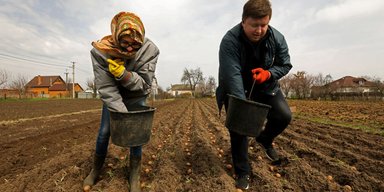 Пора сажать. Угрожает ли Украине дефицит картофеля в 2022 году