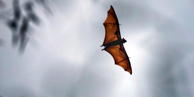 Смертельний вірус Nipah почав ширитися світом: стало відомо про першу жертву у 2026 році
