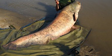 Вытаскивали из воды полтора часа: супруги поймали сома весом 68 килограммов (фото)