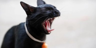 Віддані, милі та доброзичливі: топ порід котів, які ідеально підійдуть для проживання в сім'ї
