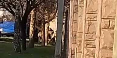 Бросили на землю и ударили: в Мукачево люди в военной форме пытались затащить мужчину в бус (видео)