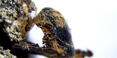 Ключи к древней катастрофе. Пчелы мумифицировались в коконах 3 000 лет назад: что нашли ученые