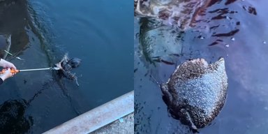 Женщина во время рыбалки поймала существо, которого люди "раньше не видели" (видео)