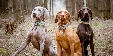 Ваш вірний і прив'язливий друг: 5 порід собак, які завжди будуть поруч (фото)