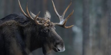 36 кг за одне літо: названо тканину, яка у ссавців росте найшвидше