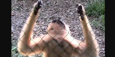 Послідовники Майкла Джексона: гібони під час танцю рухаються зовсім як люди (відео)