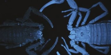 Більшість скорпіонів на Землі готові розпорошувати свою отруту, але не роблять цього: чого вони чекають (фото)