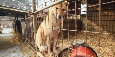 Штраф или тюрьма: парламент Южной Кореи полностью запретил есть мясо собак