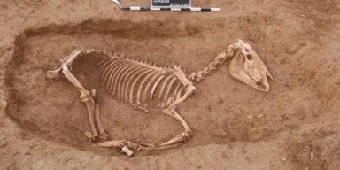 Необычное захоронение: в пригороде Штутгарта обнаружено 1800-летнее кладбище римских кавалерийских лошадей