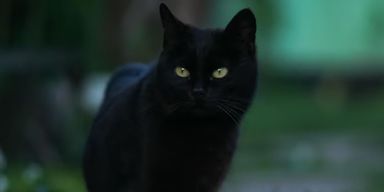 Легенда оказалась правдой: найдена дикая черная кошка, которую считали выдумкой (фото)