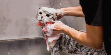 Ученые рассказали, почему кошки ненавидят купаться