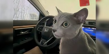 Кот впервые оказался на автомойке: реакция животного стала вирусным мемом (видео)