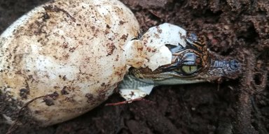Давно вимерлий вид відроджує популяцію на Землі: десятки тварин вилупилися з яєць (відео)