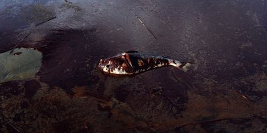 Без купания в море и рыбы на ужин: как российский мазут поставил под угрозу побережье Одесской области