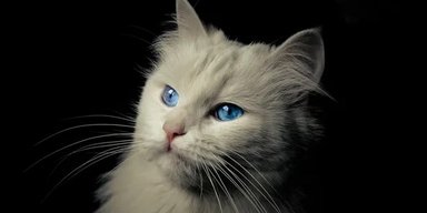 Кошек одомашнили позже, чем мы думали: до этого с ними делали ужасные вещи