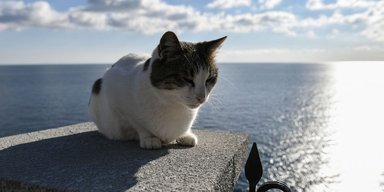 Жила там 10 лет: россиянин убил знаменитую кошку из Ласточкиного гнезда