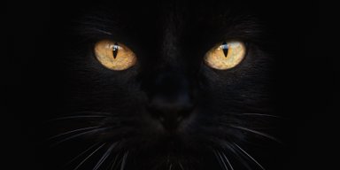 17 августа — День черного кота: суеверия, приметы и факты (фото, видео)