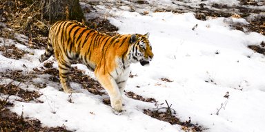В Китае ищут тигра, который едва не убил двух крестьян (видео)