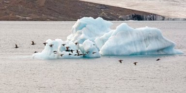 Ключ до виживання у мороз: як птахам, які не здатні полетіти, вдається пережити холоди