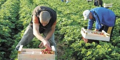 Рынок порешает. Зачем Юрий Витренко отправляет украинских шахтеров на польские плантации