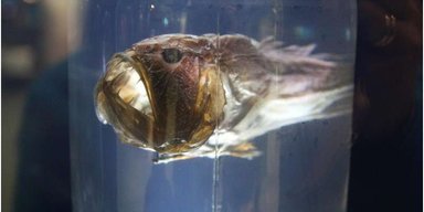Ікар, що кинувся до сонця: моторошного вмираючого морського диявола вперше помітили при світлі дня