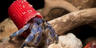 Краби-відлюдники змушені використовувати людське сміття як "броню" (фото)